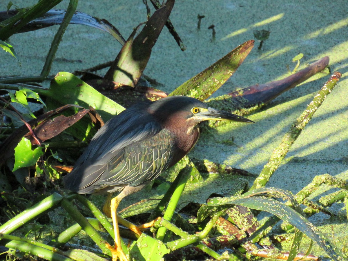 Garcilla Verde - ML646519077