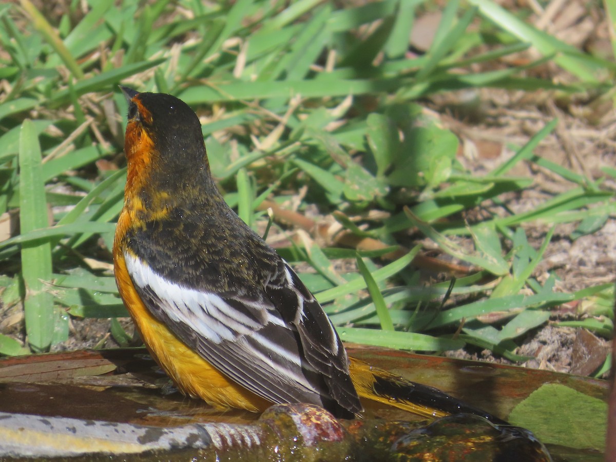 Bullock's Oriole - ML646519081