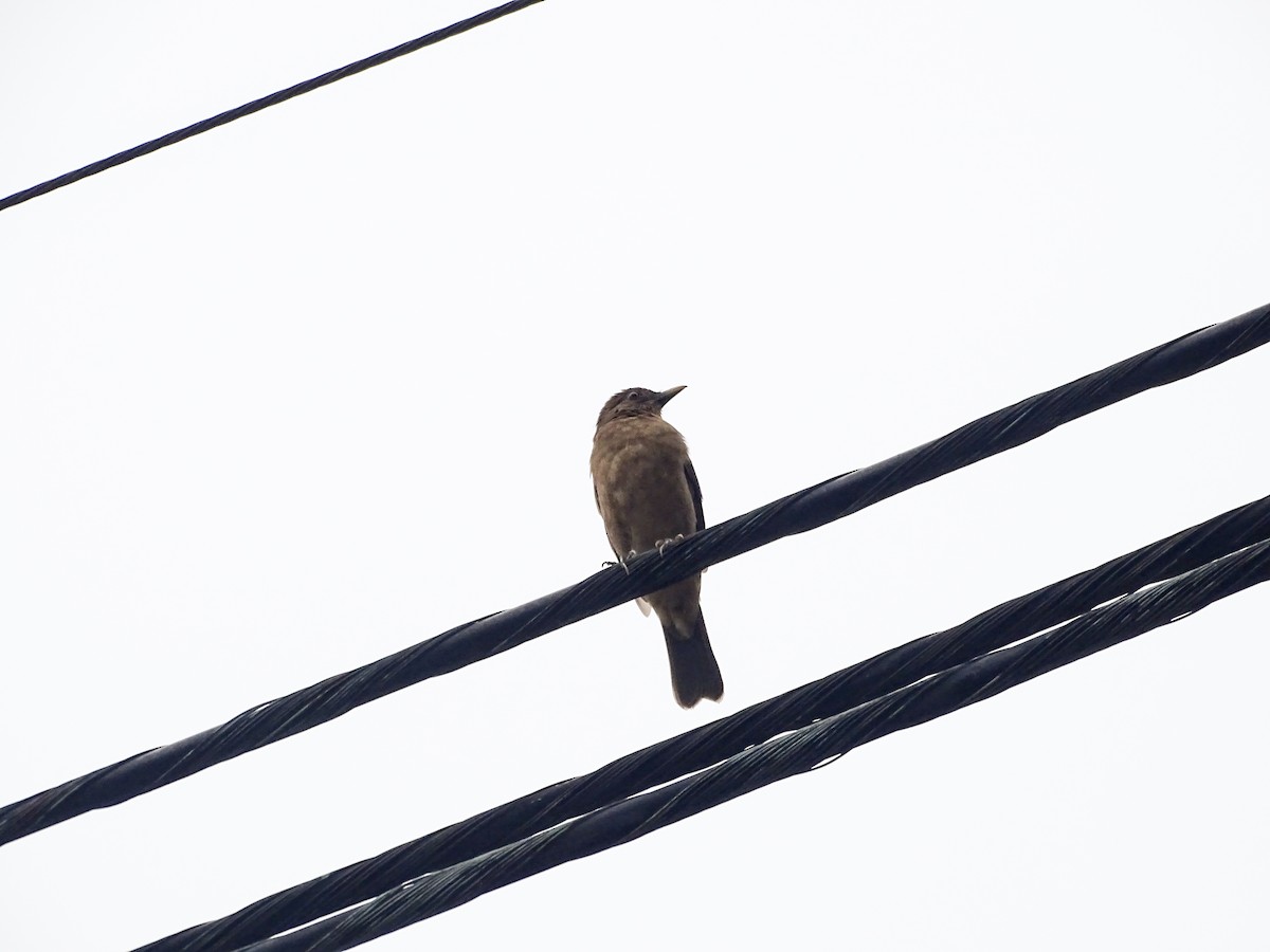 drozd hnědý - ML646519082