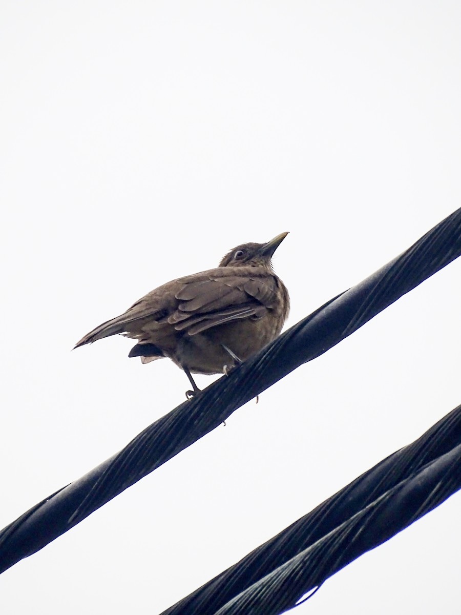 drozd hnědý - ML646519083