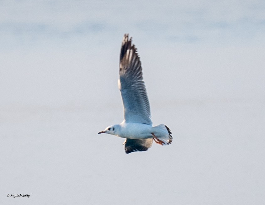 Hint Martısı - ML646519086