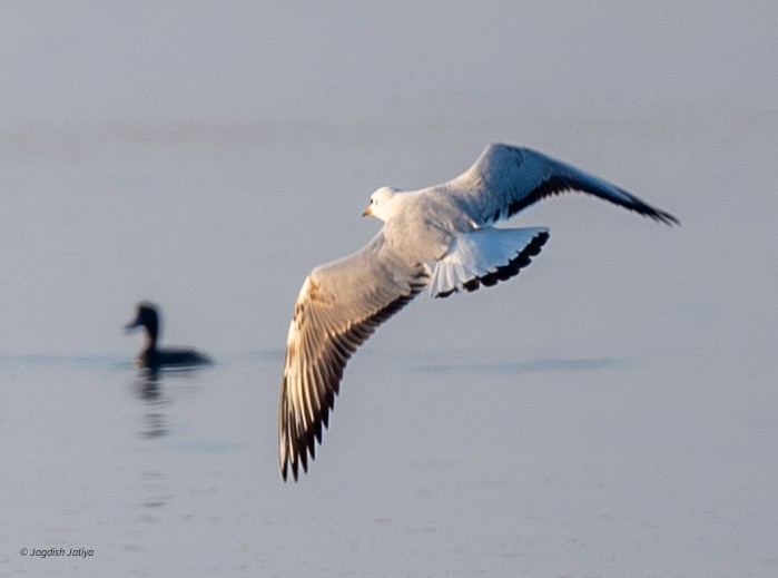 Hint Martısı - ML646519087