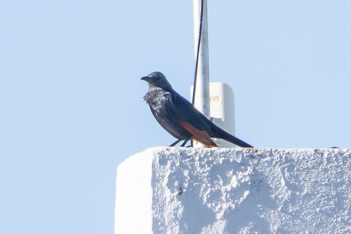 Red-winged Starling - ML646519099