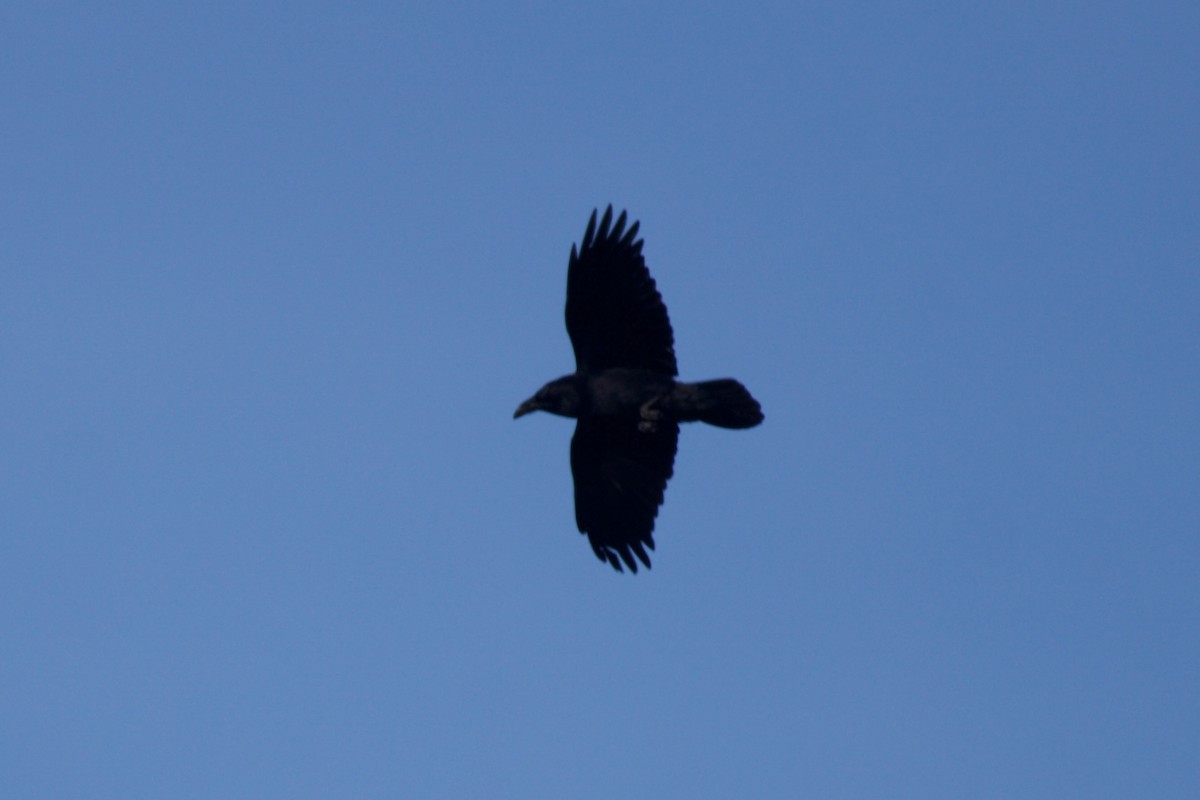 Carrion Crow - ML646519101