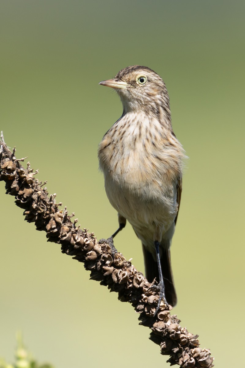 Spectacled Tyrant - ML646519102