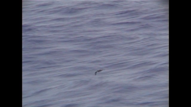 Murphy's Petrel - ML646519106
