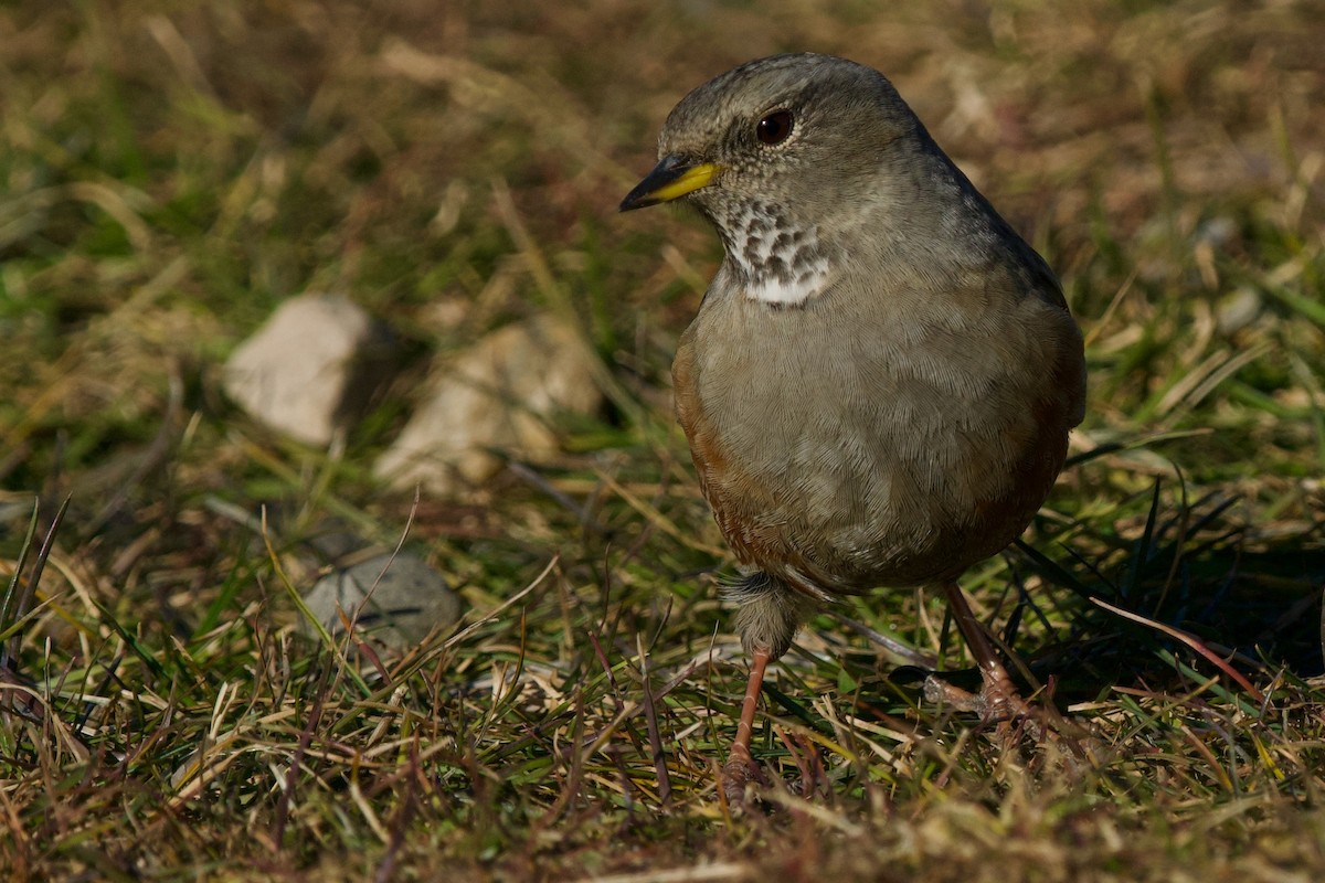 Alpine Accentor - ML646519108
