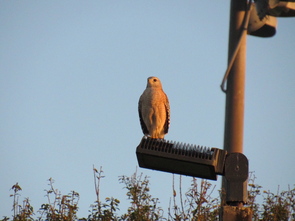 Busardo Pechirrojo - ML646519109