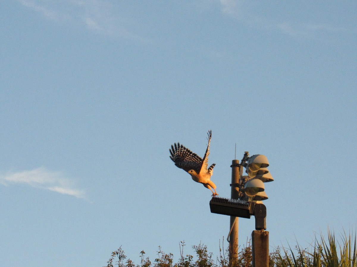 Busardo Pechirrojo - ML646519110