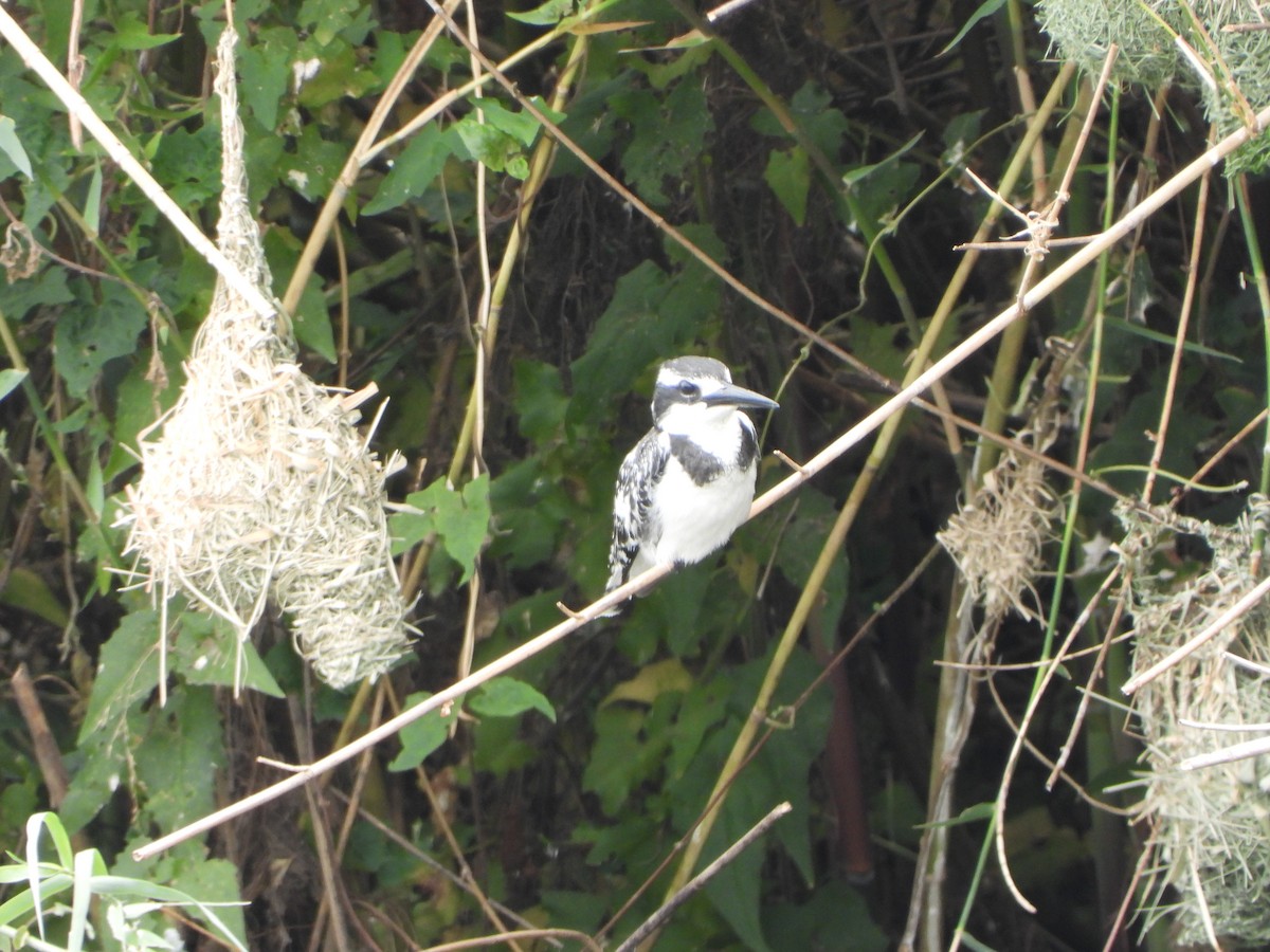 Рибалочка строкатий - ML646519113