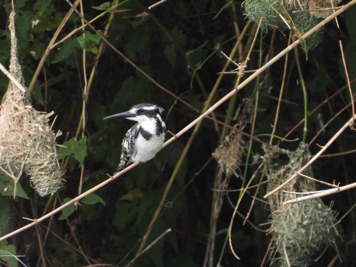 Рибалочка строкатий - ML646519114