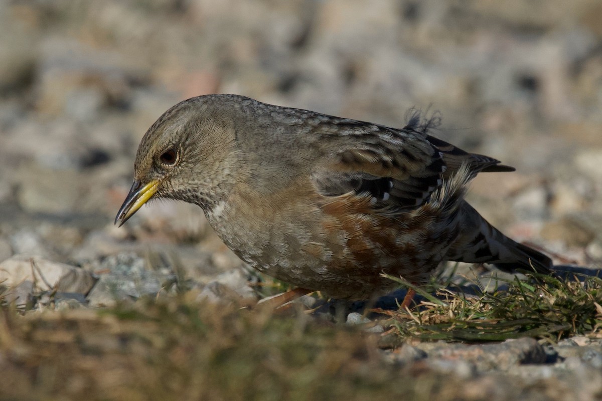 Alpine Accentor - ML646519115