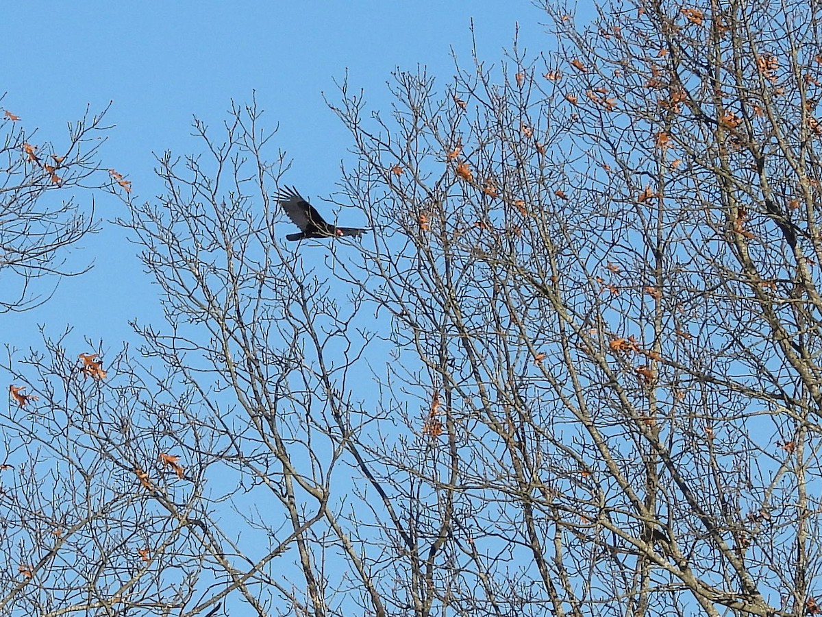 Turkey Vulture - ML646519116