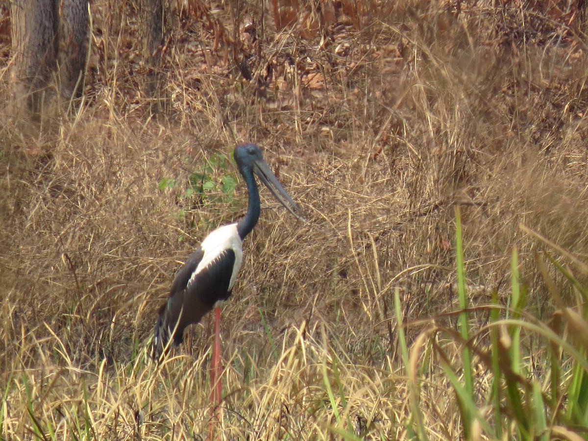 čáp černokrký - ML646519118