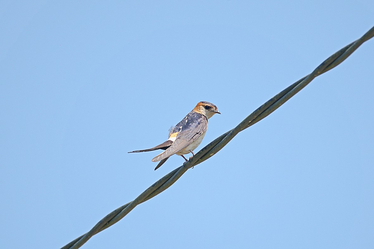 Рыжепоясничная ласточка - ML646519123