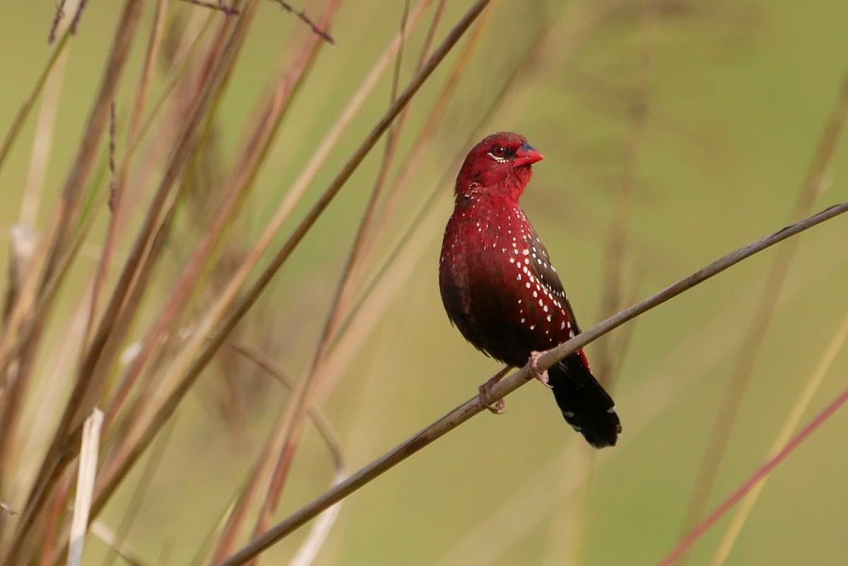 Bengalí Rojo - ML646519133