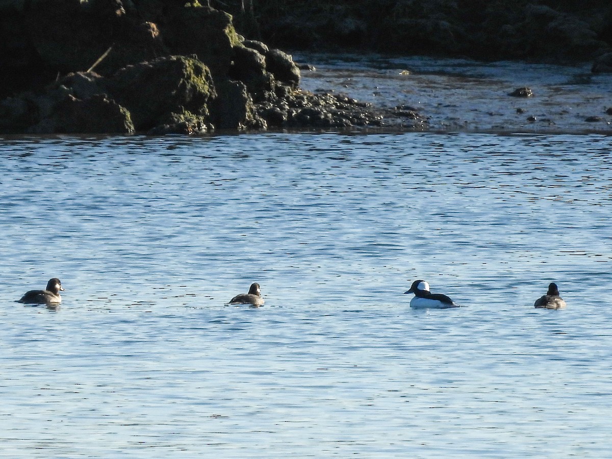 Bufflehead - ML646519134