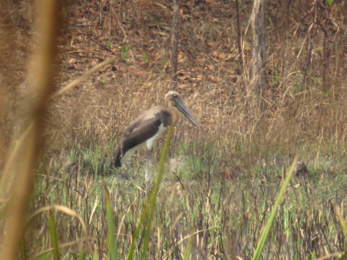 čáp černokrký - ML646519137