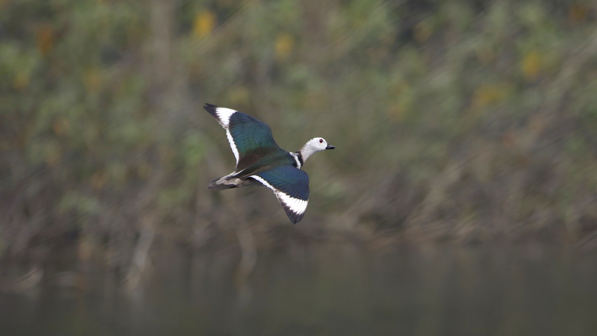 Cotton Pygmy-Goose - ML646519138