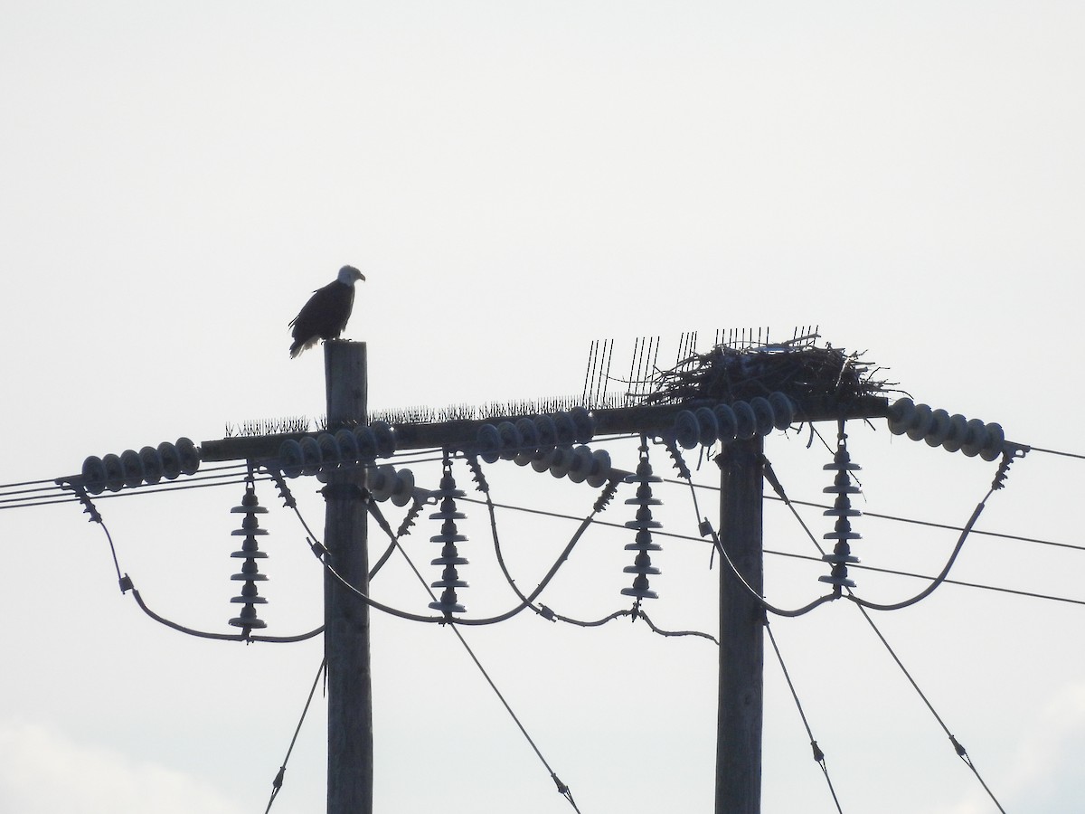 Pygargue à tête blanche - ML646519140