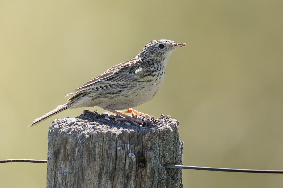 Hellmayr's Pipit - ML646519141