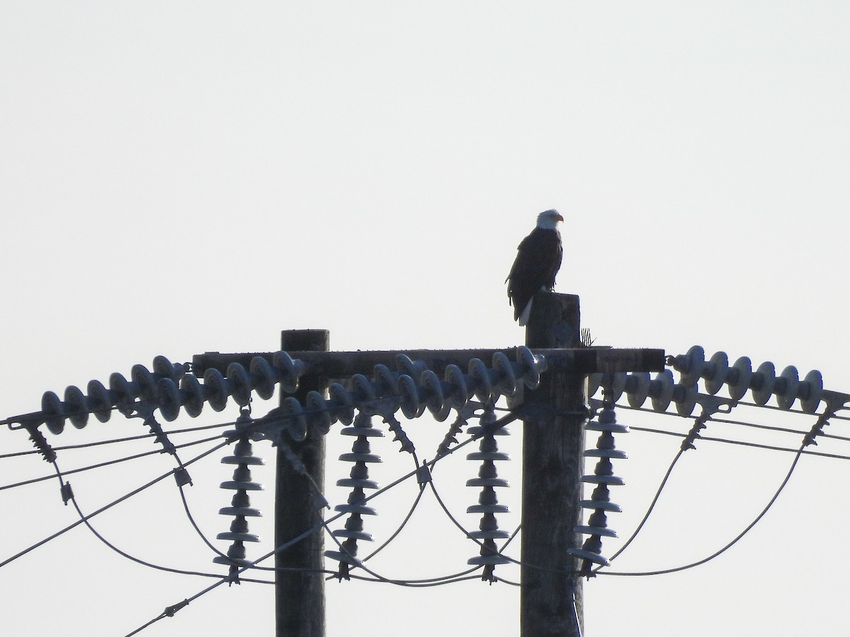 Pygargue à tête blanche - ML646519147