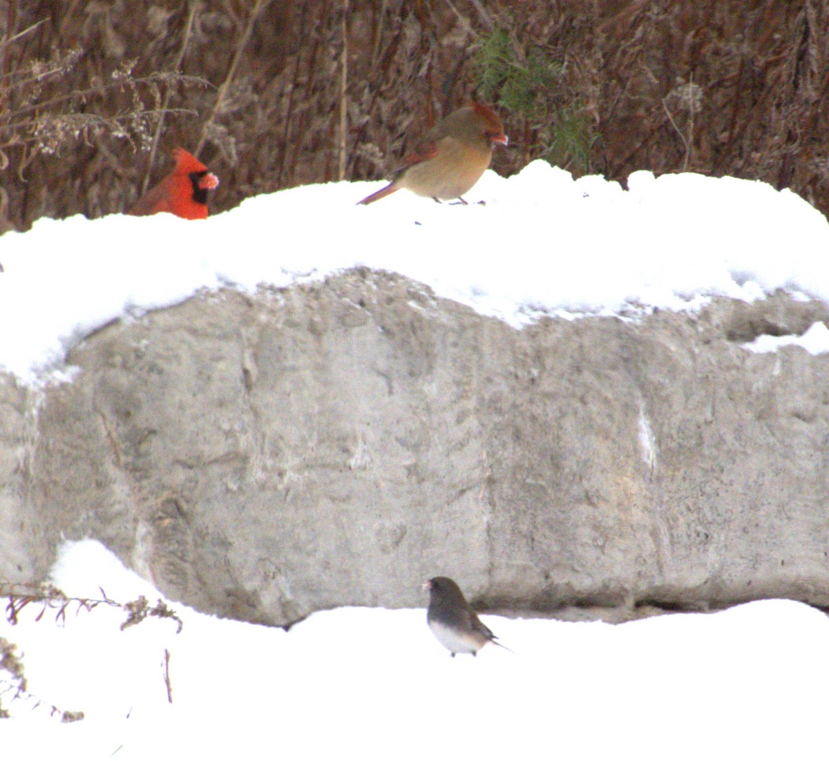 ショウジョウコウカンチョウ - ML646519148