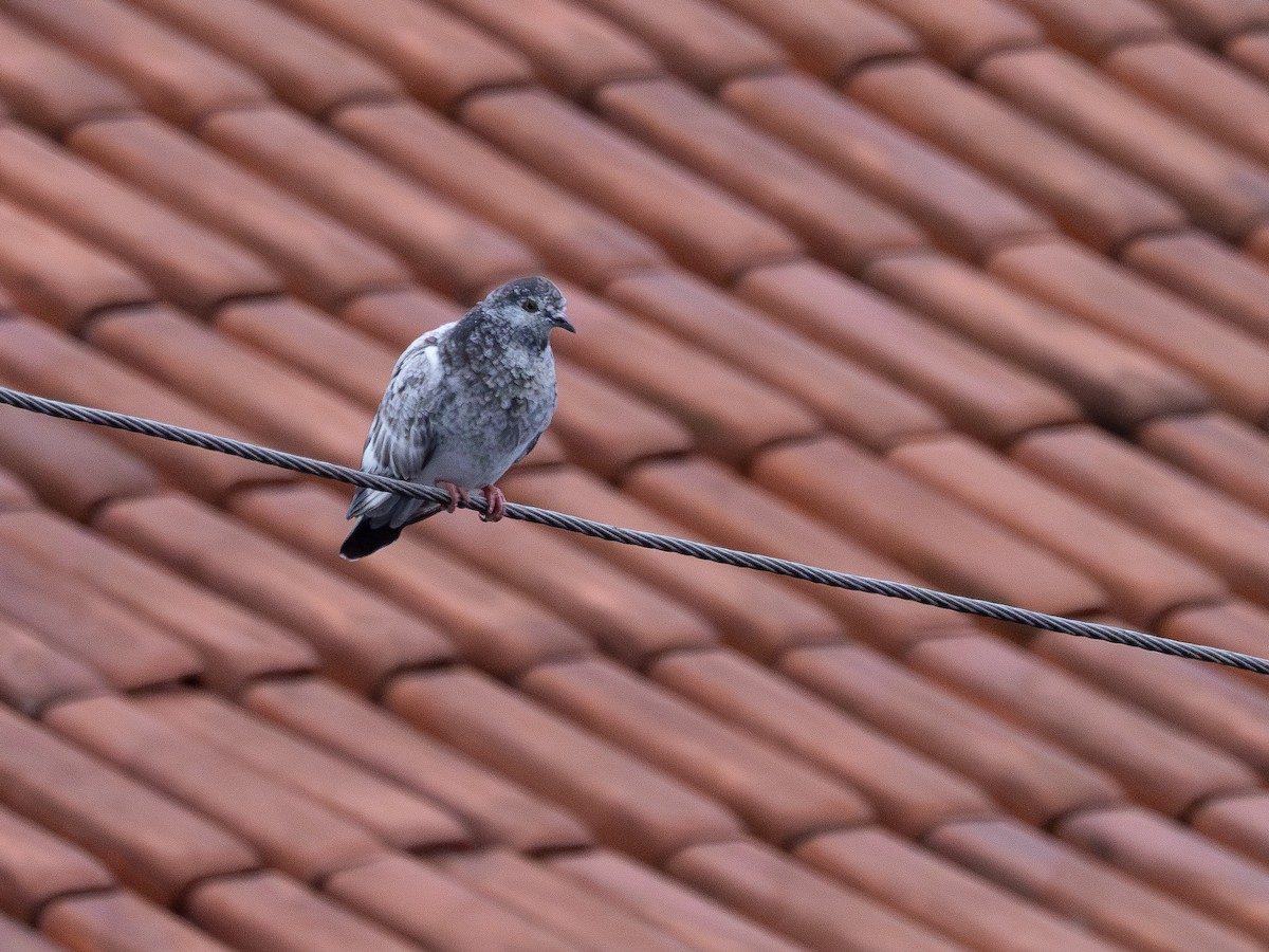 Piccione domestico - ML646519150