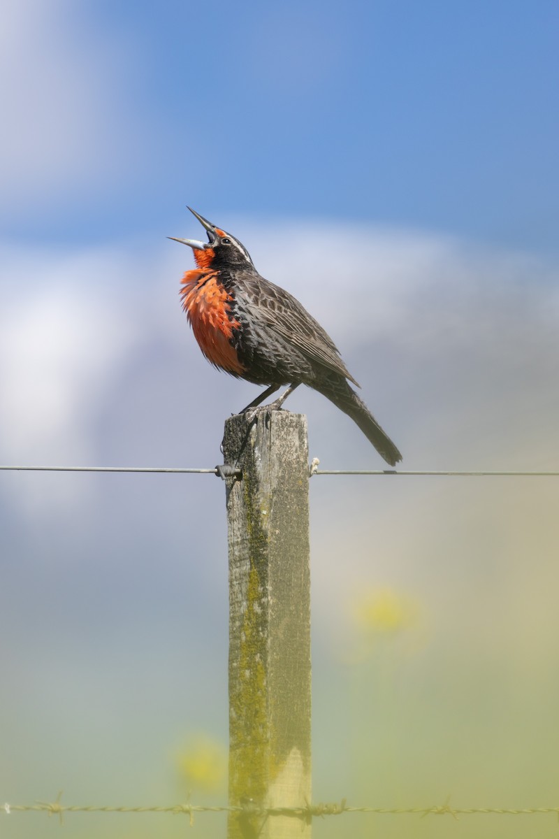 Long-tailed Meadowlark - ML646519161