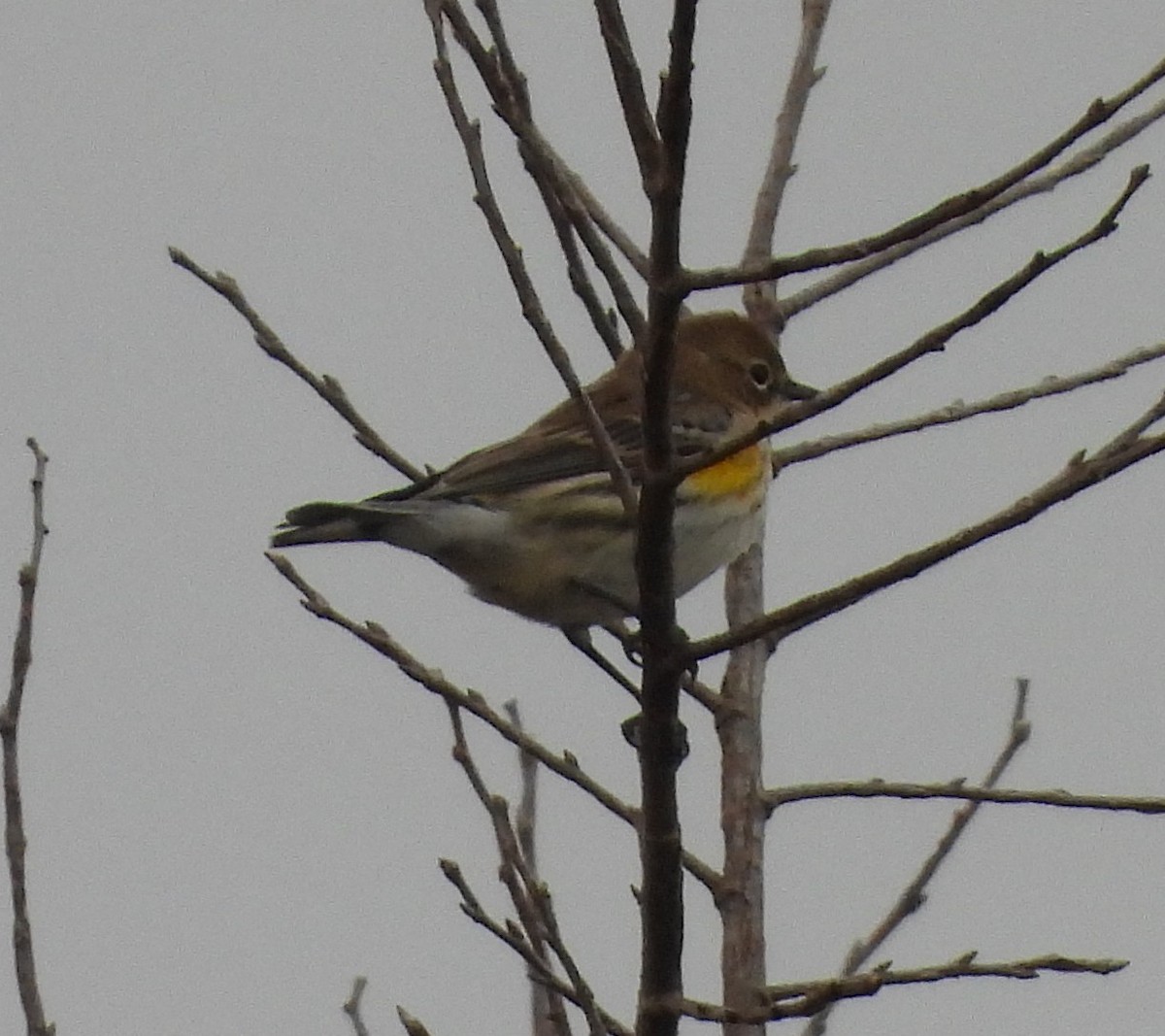 Yellow-rumped Warbler - ML646519162