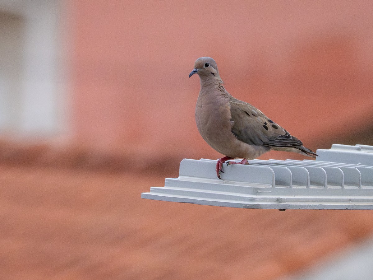 Eared Dove - ML646519163