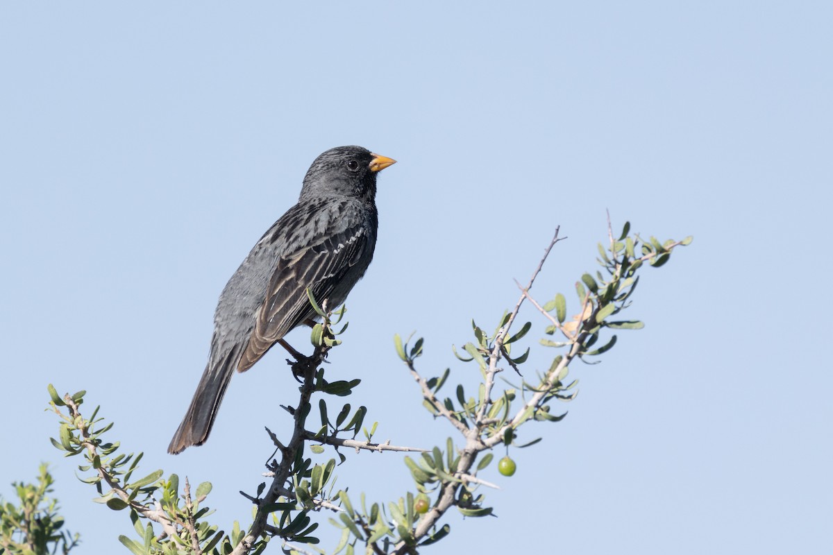 Mourning Sierra Finch - ML646519176