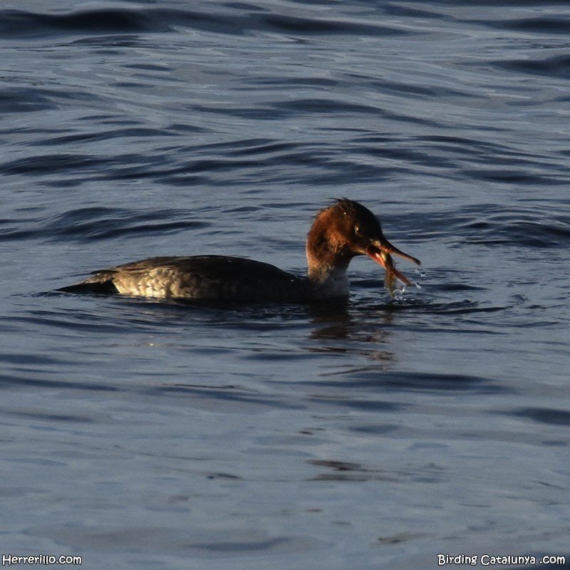 Tarakdiş - ML646519181