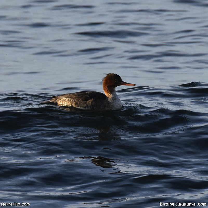 Tarakdiş - ML646519182