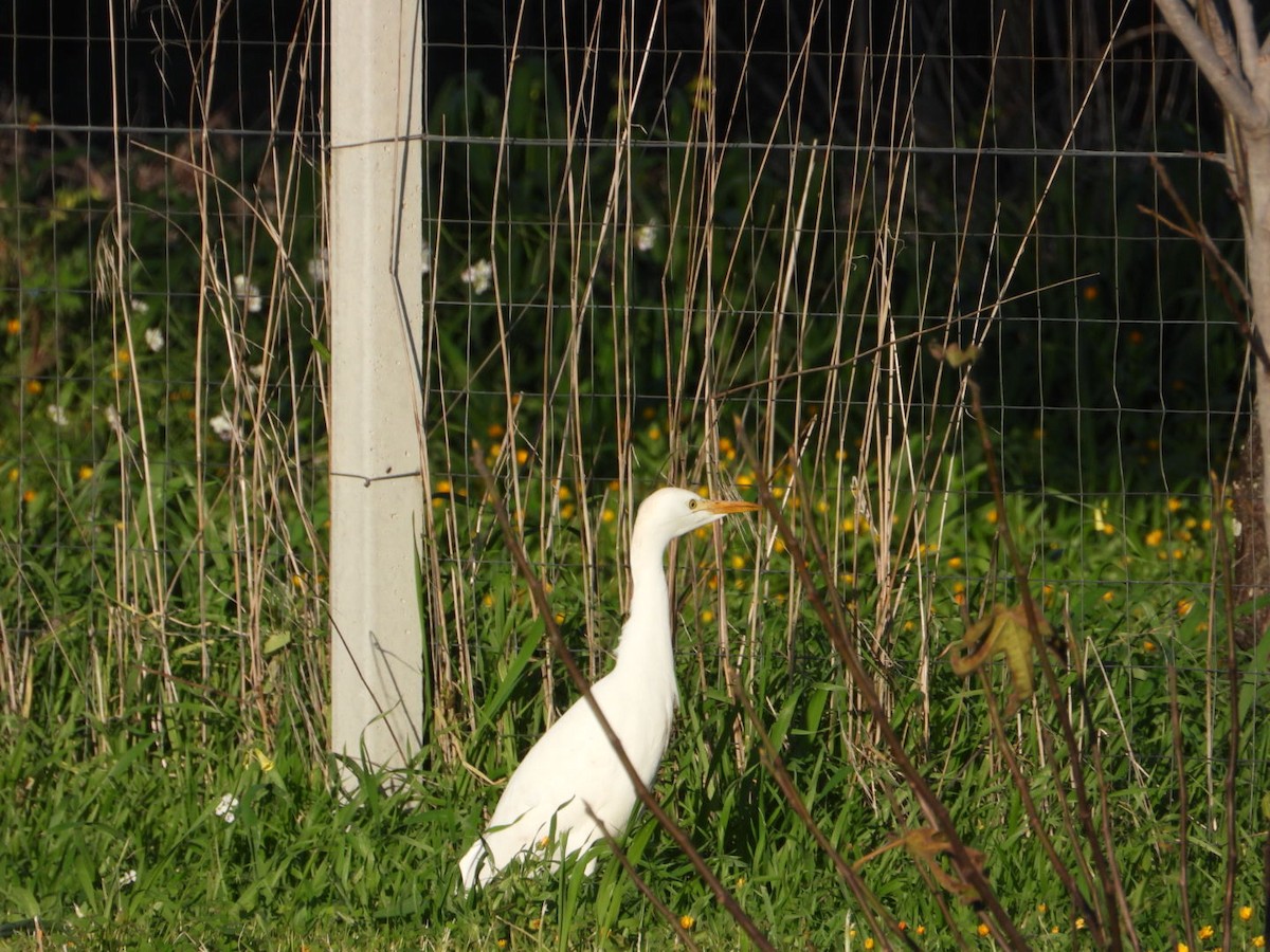 Western Cattle-Egret - ML646519183