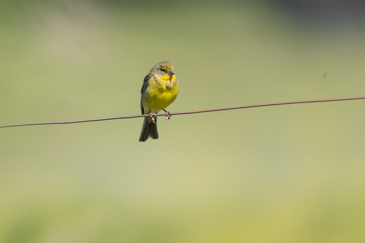 Grassland Yellow-Finch - ML646519184