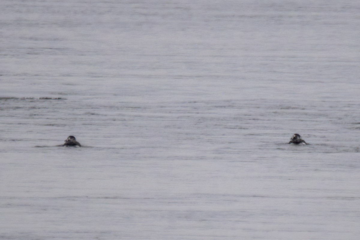 Long-tailed Duck - ML646519185