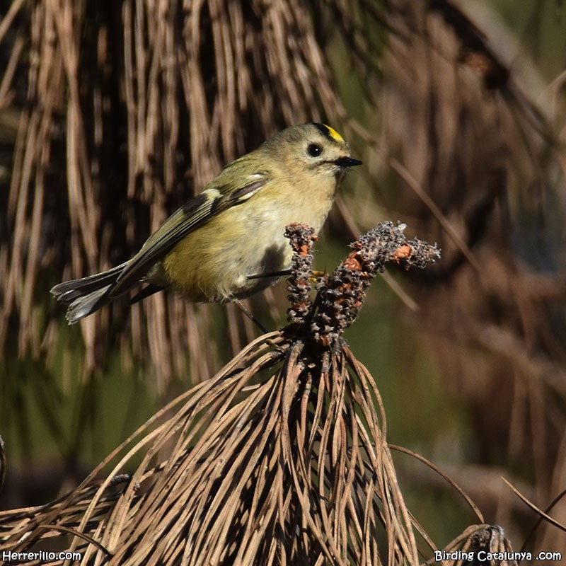 Goldcrest - ML646519189