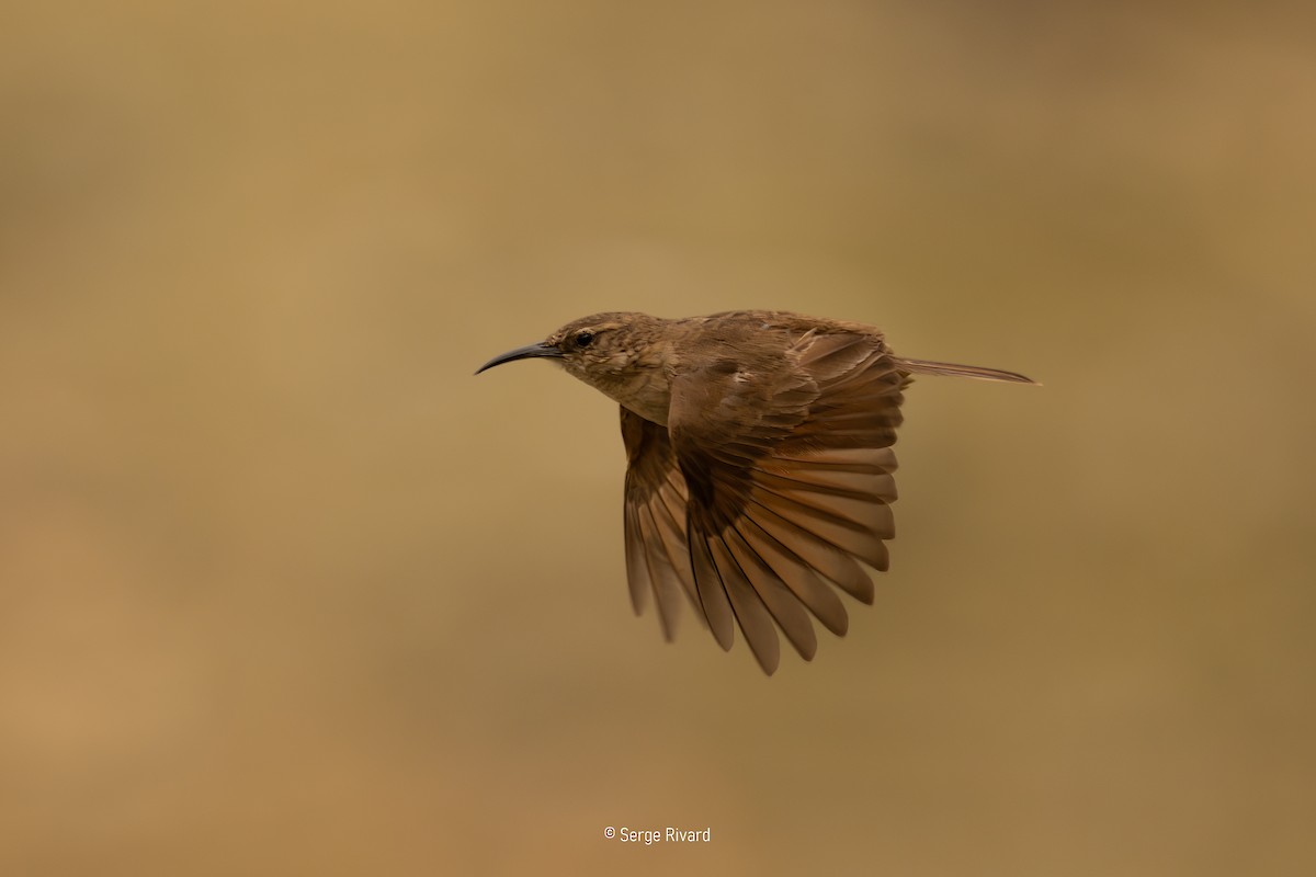 Langschnabel-Erdhacker - ML646519197