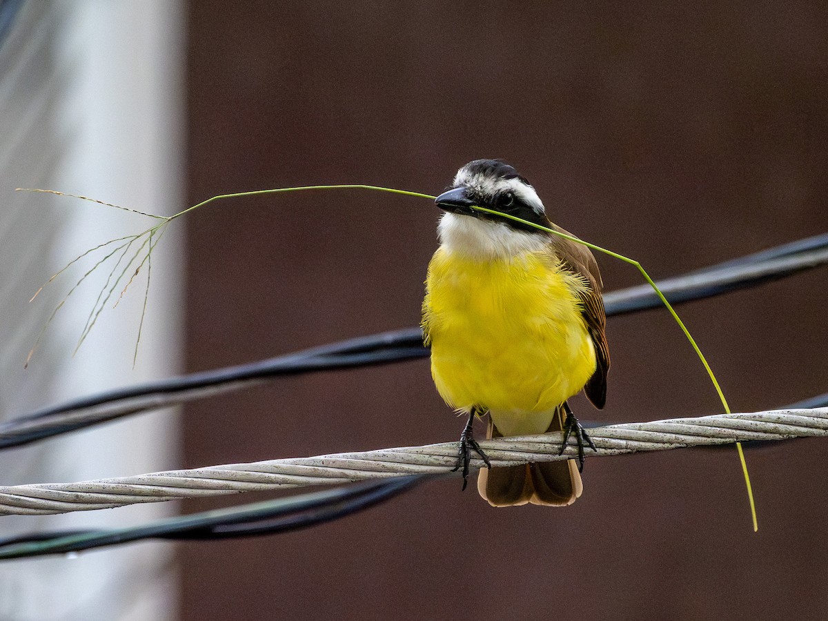 Great Kiskadee - ML646519198