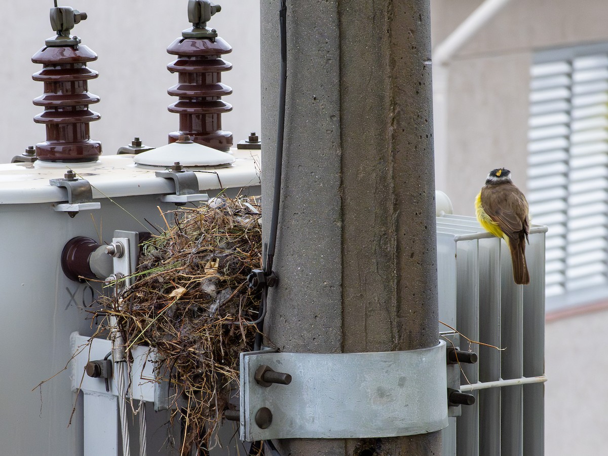 Great Kiskadee - ML646519199