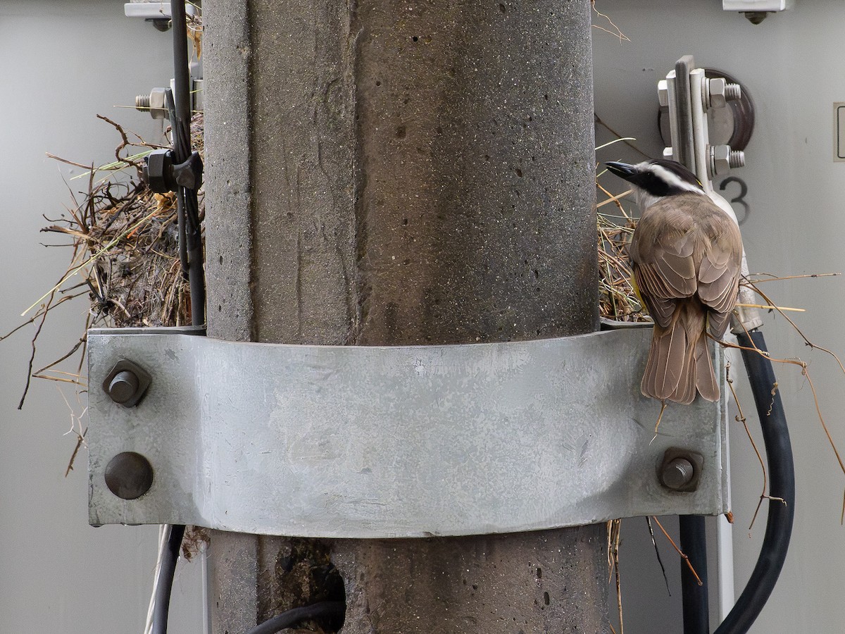 Great Kiskadee - ML646519200