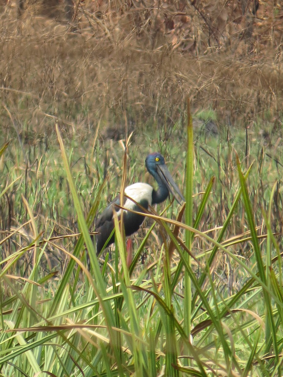 čáp černokrký - ML646519201