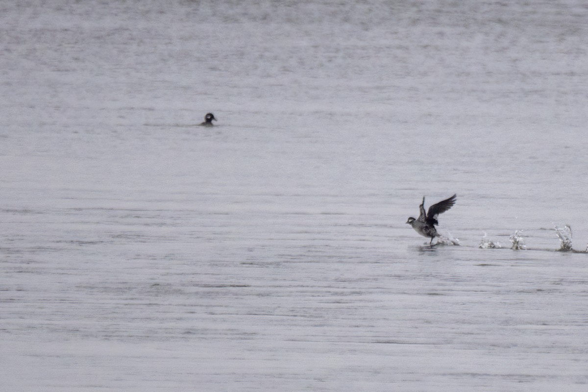 Bufflehead - ML646519204