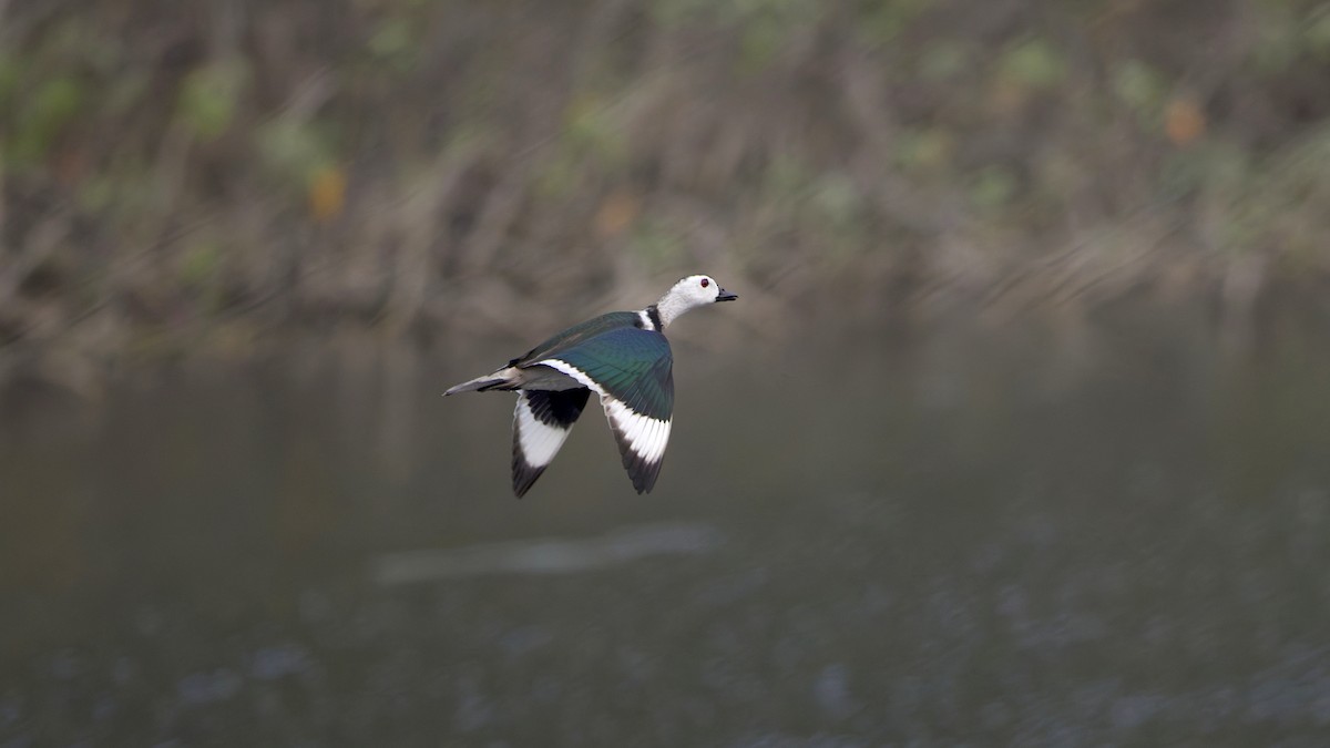 Cotton Pygmy-Goose - ML646519208