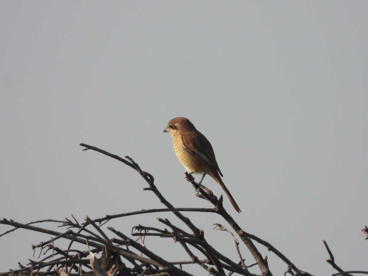 Alcaudón Pardo - ML646519230