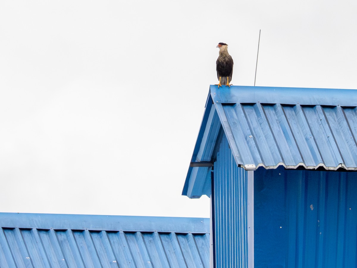Crested Caracara - ML646519231