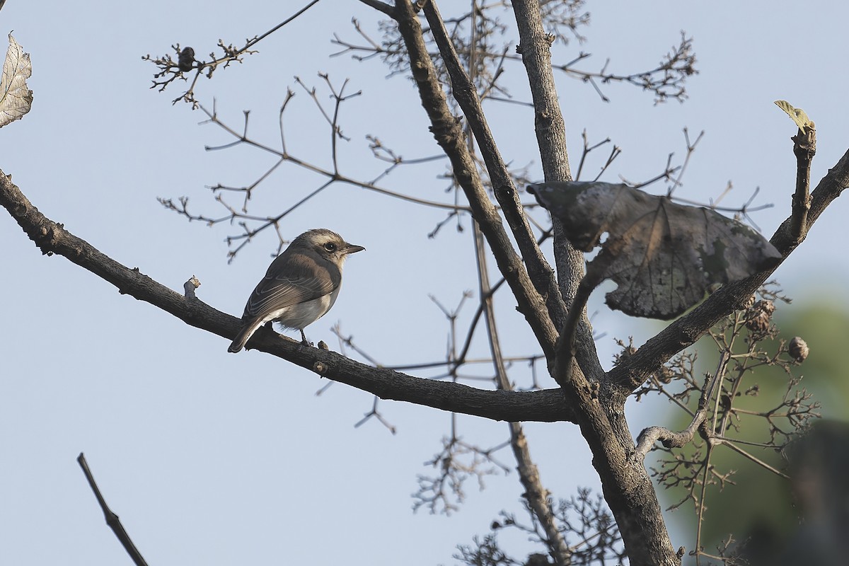 hvitbrynaskefugl - ML646519235