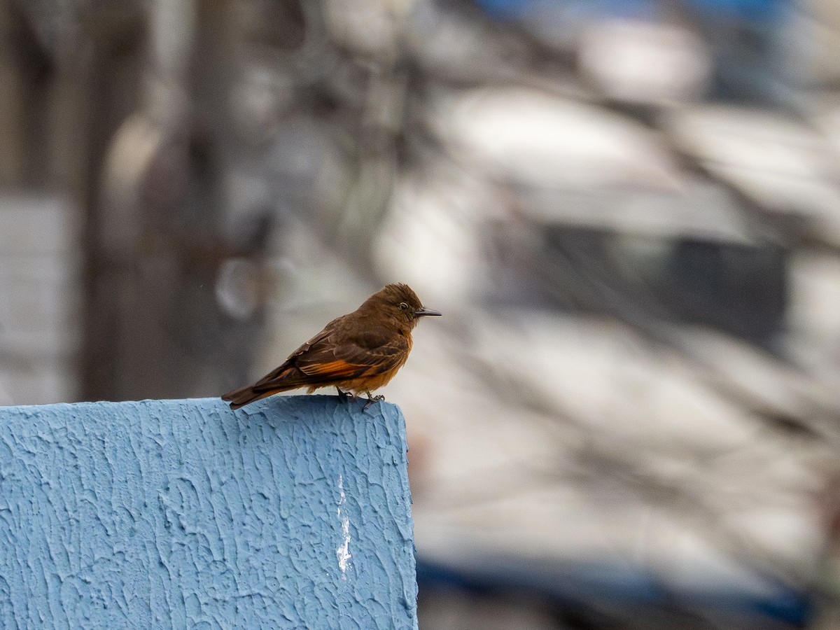 Cliff Flycatcher - ML646519236