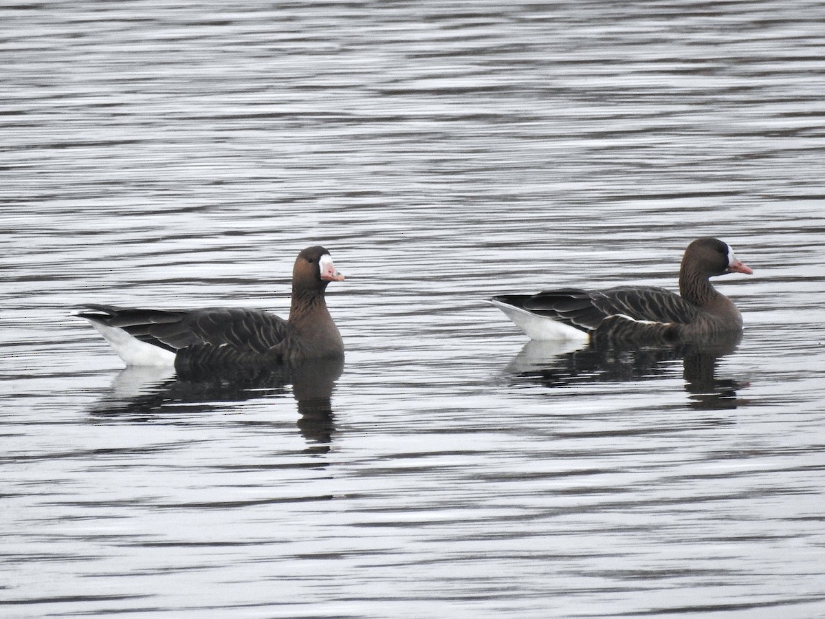 Greater White-fronted Goose - ML646519239
